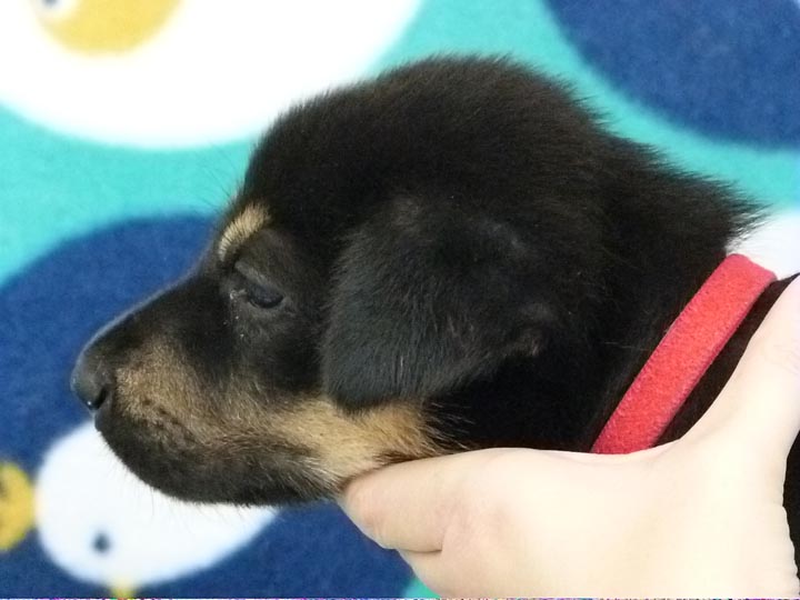 chinook puppy